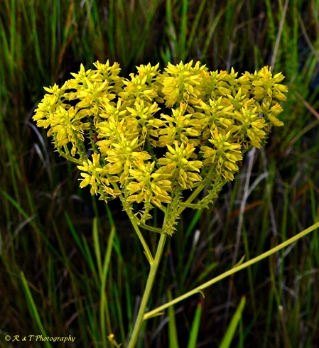 {Polygala cymosa}